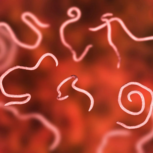 Invaders Inside: Symptoms and Dangers of Common Parasite Infections