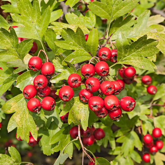 Nature’s Cleanse: The Timeless Benefits of Hawthorn for Gut Health and Detoxification