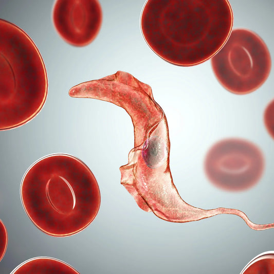 Sleep killer: Trypanosomes put you in a nightmare from which you can't wake up