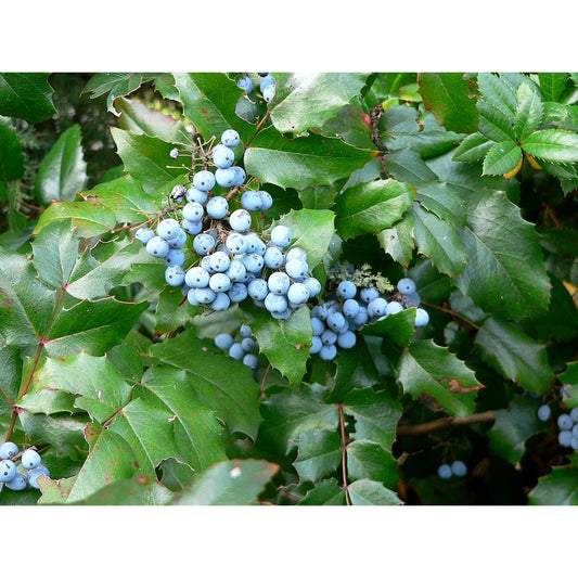 Oregon Grape Root: Ancient Latin American Wisdom for Fighting Candida