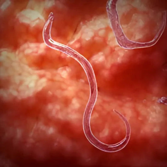 What’s Behind Vampire Disease? The Invisible Parasites Draining Your Blood and Vitality