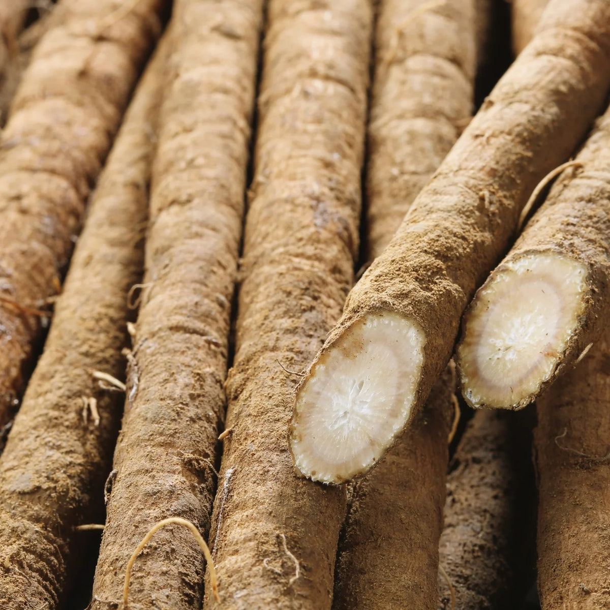 Burdock Root History Blog
