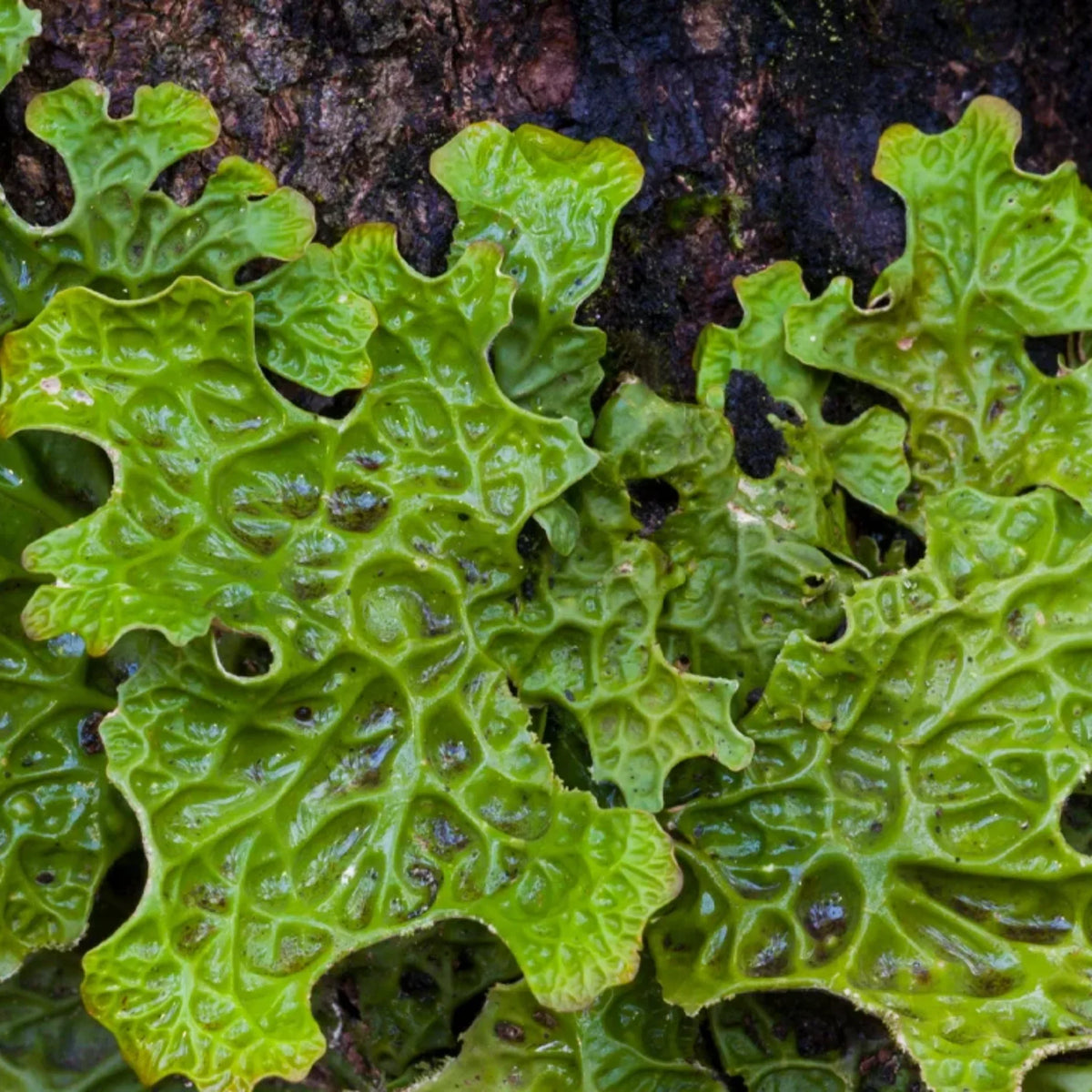 Lungwort Lichen History Blog