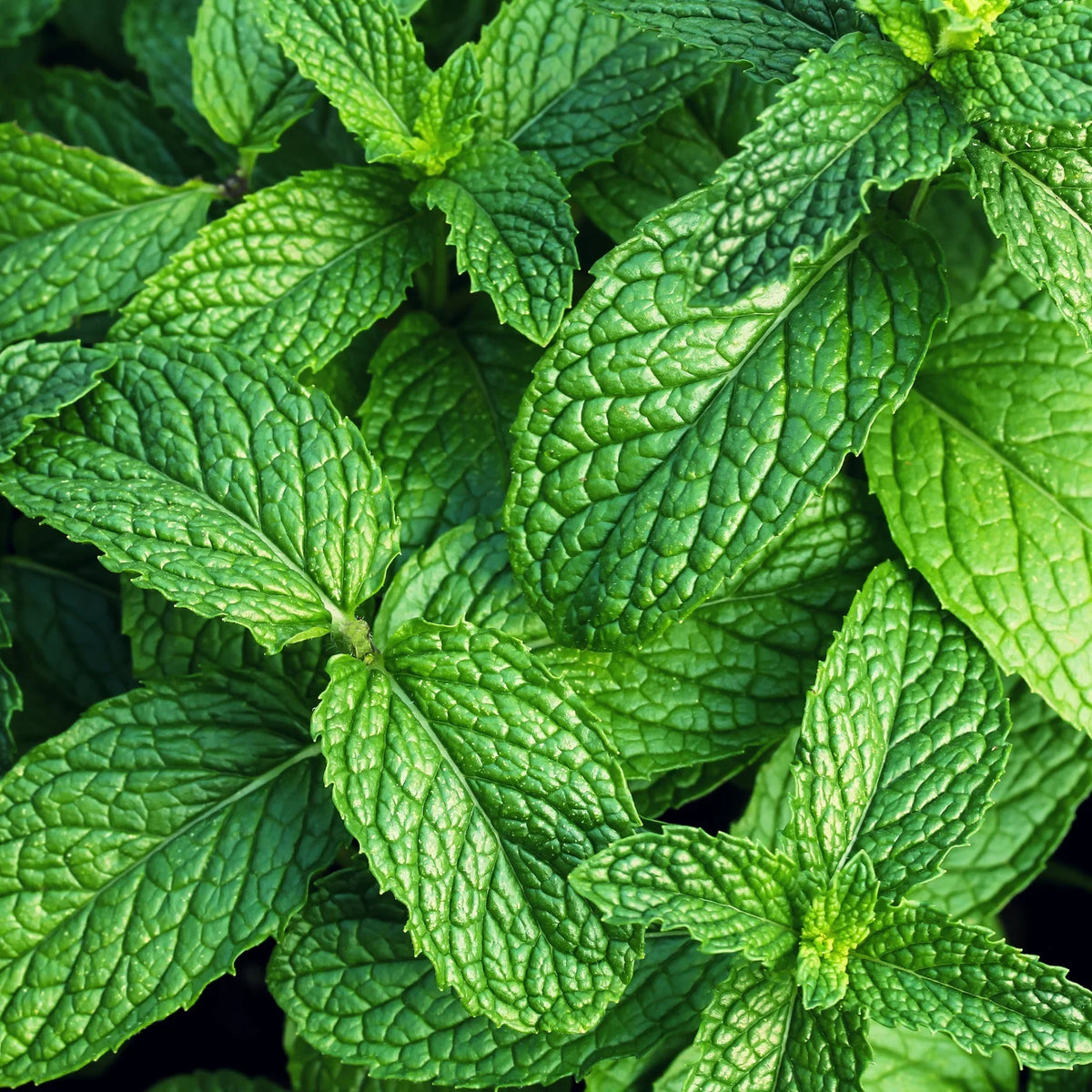 Peppermint History Blog