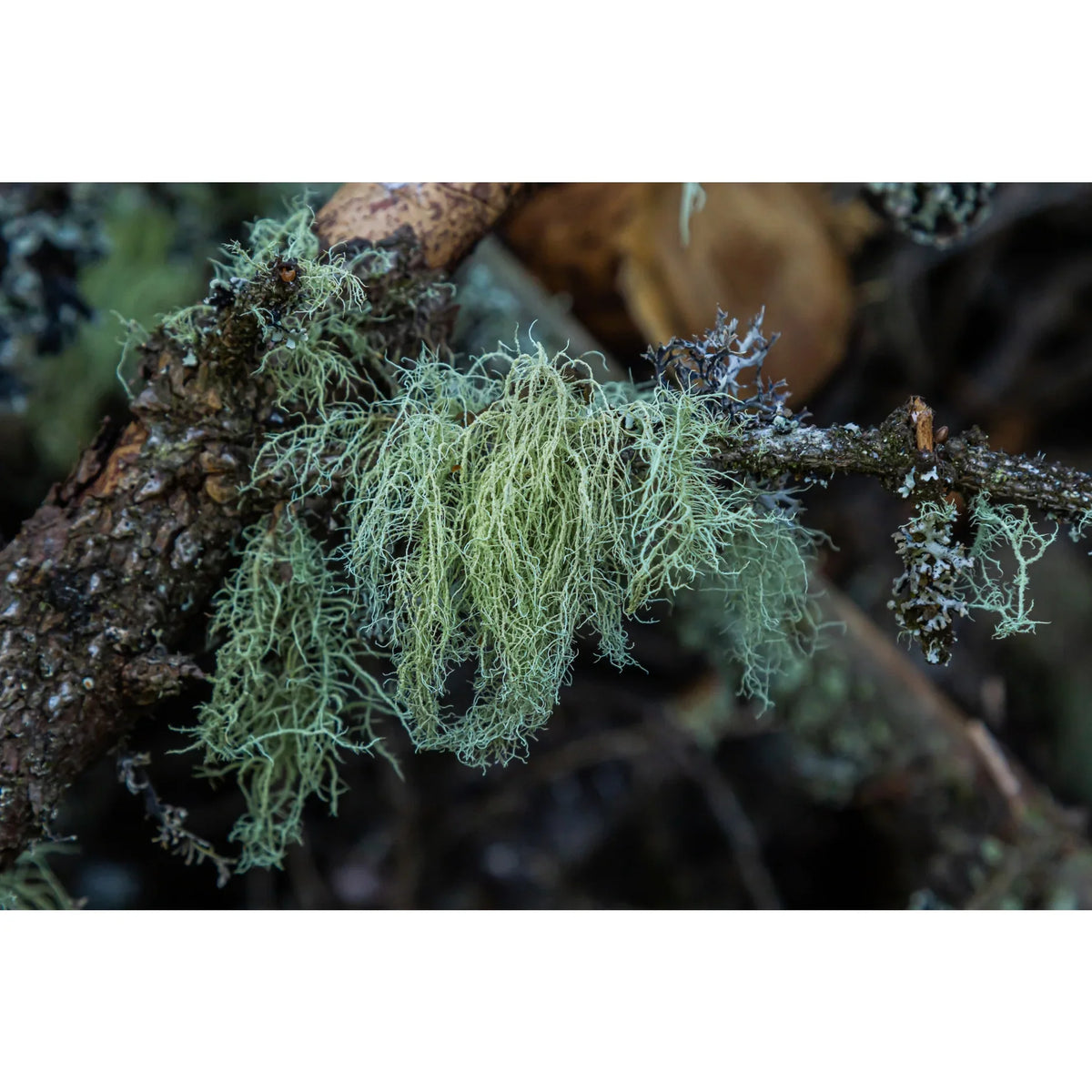 Usnea History Blog
