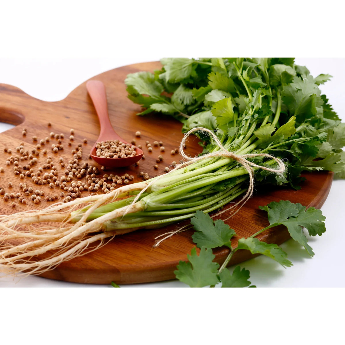 Cilantro History Blog