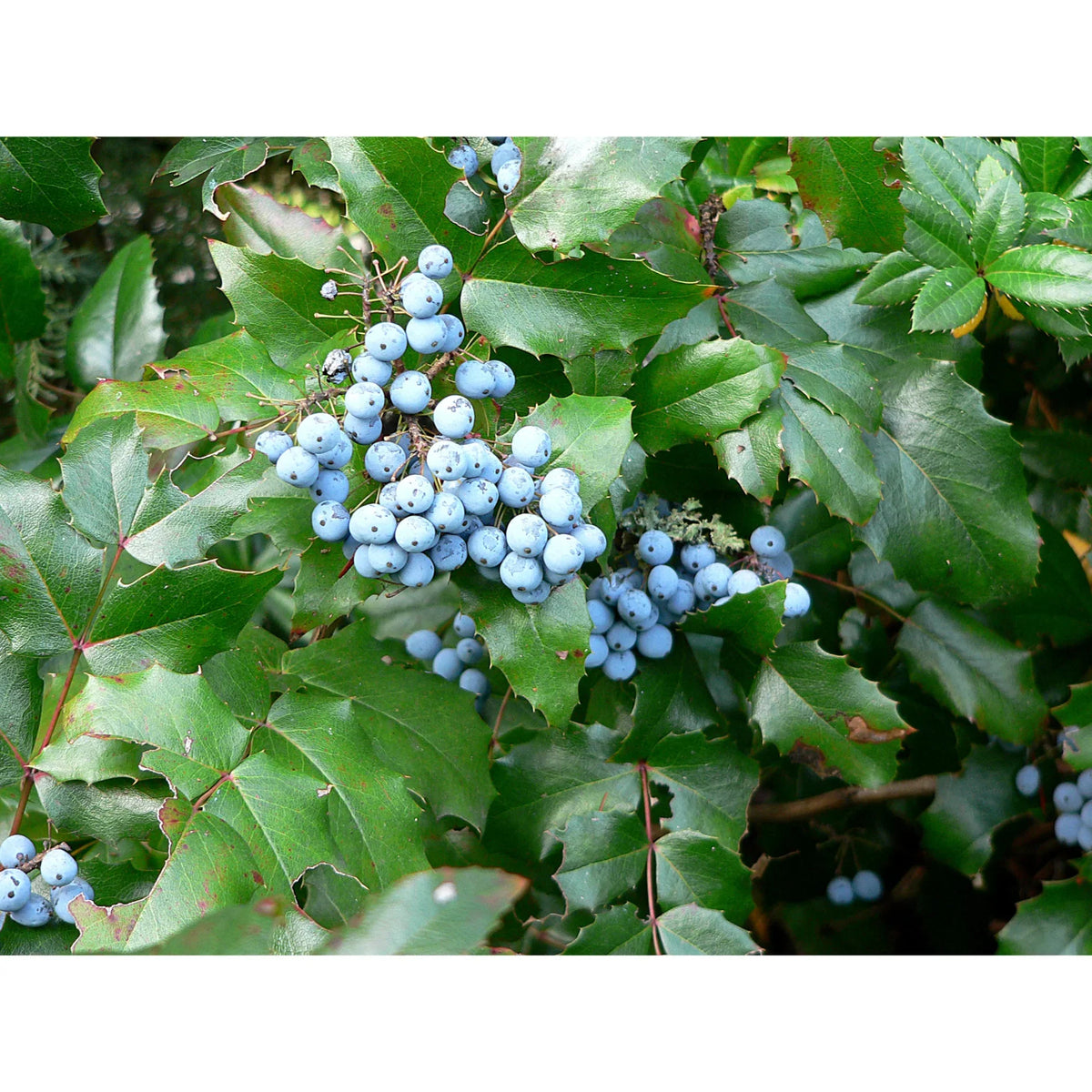 Oregon Grape Root History Blog