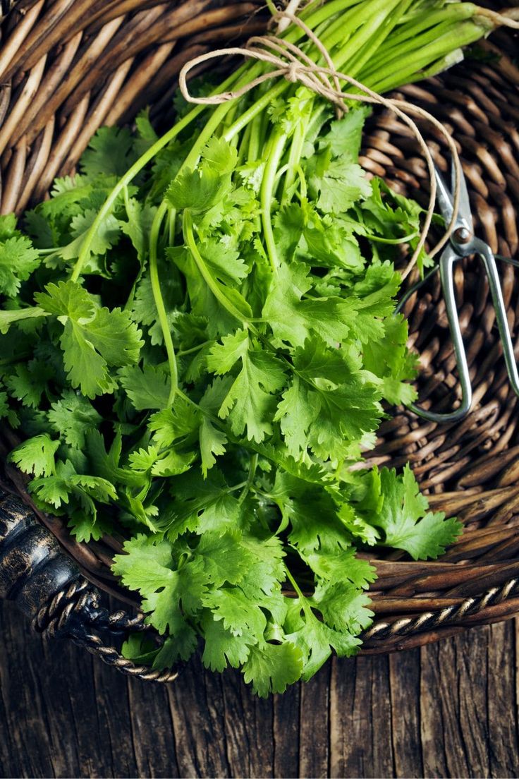 Cilantro