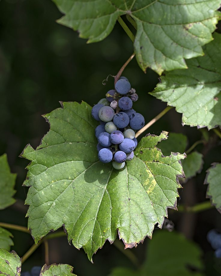 Oregon Grape Root