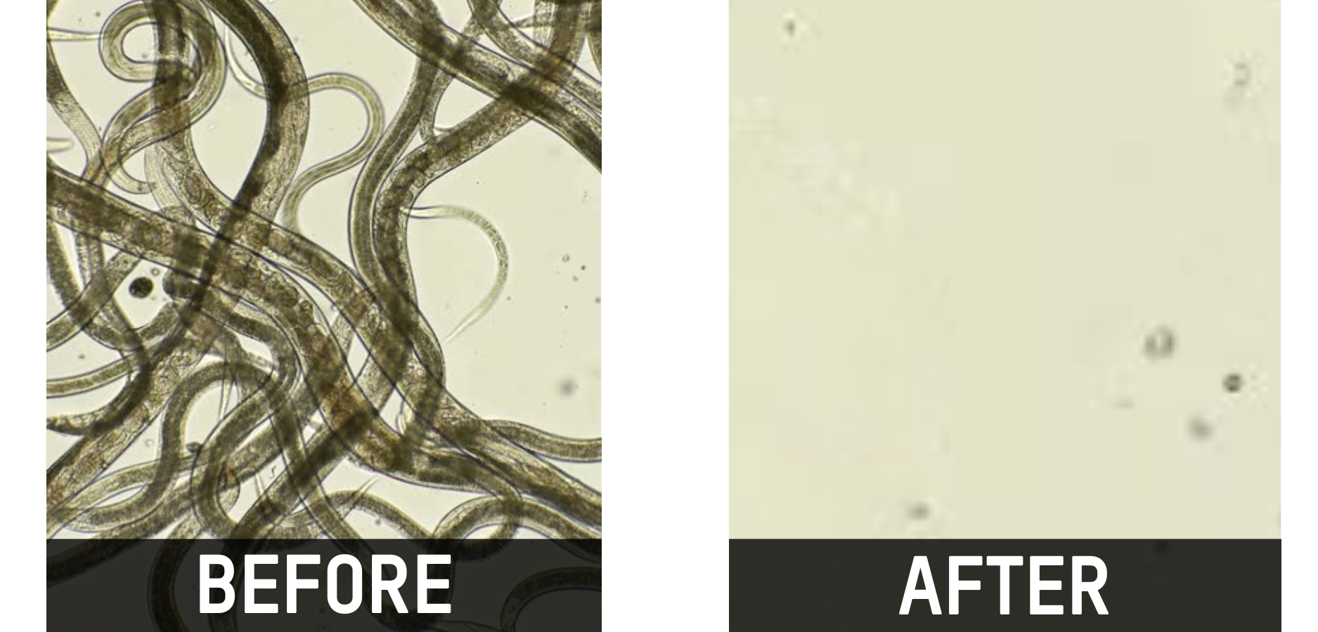 Dēspara Cleanse – Parasite Cleanse 15 gempages 544236832334808059 5777ee50 ba47 4552 bd43 c0c284ec61a1