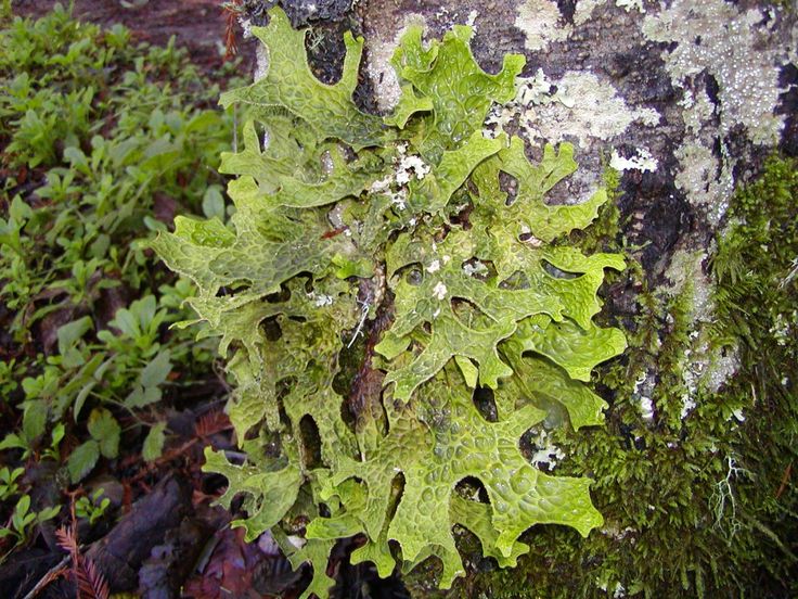 Foraged Lungwort Lichen