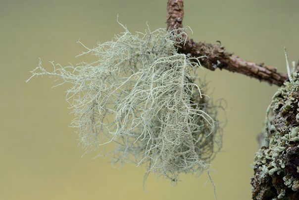 Foraged Usnea