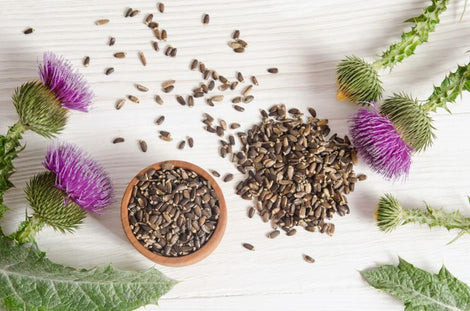 Milk Thistle Seed